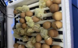 孵小鸡过程（孵小鸡过程视频）