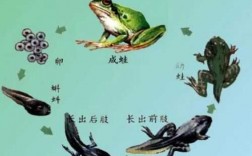 蝌蚪发育成蛙的过程中（蝌蚪发育成蛙的过程中对尾部消失起主要作用的细胞器是）