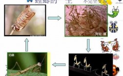 螳螂的变化过程简图（螳螂的变化过程简图图片）