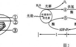 叶绿体消耗ATP的过程（叶绿体消耗水的过程称为什么）