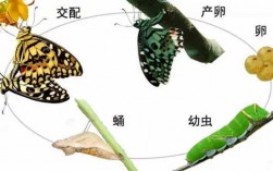 幼虫到蝴蝶的过程（蝴蝶从幼虫到成虫的变化）