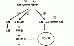 乳酸排出过程（乳酸排出过程图片）