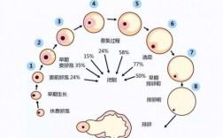 卵泡发育过程（人类卵泡发育过程）
