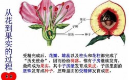 花果实种子发育过程（花果实种子的结构与形成）
