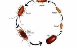蟑螂生殖发育过程是（蟑螂生殖发育是什么）