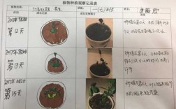 植物生长的过程研究（植物的生长过程总结）