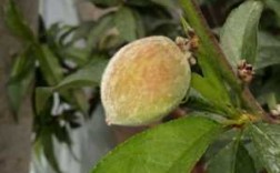 桃的生殖发育过程（桃的繁殖）