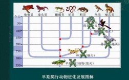 动物演化过程图（动物演化图谱）