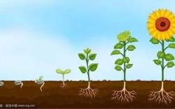 植物生长过程（植物生长过程图）
