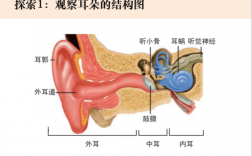外耳作用的实验过程（外耳的主要功能）