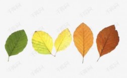 树叶的变颜色过程（树叶变色是什么变化）