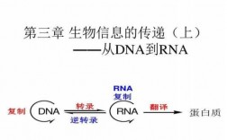 DNA和RNA制片过程（dna指导rna合成过程）