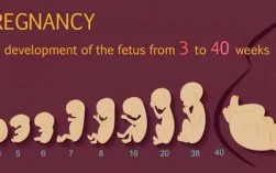 胎儿的成长过程（胎儿成长全过程图）