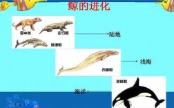 鲸课文鲸进化过程（鲸鱼的进化现象推断其进化的原因及过程）