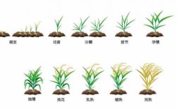水稻成熟过程图（水稻的成熟期是多长时间）