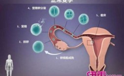 女人受孕过程图解（女人受孕过程图解高清）
