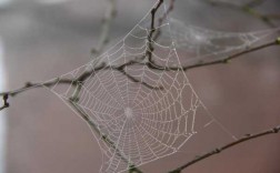 蜘蛛网编织过程（蜘蛛编织网的过程）
