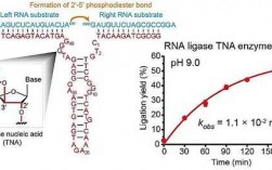 什么过程体现rna催化（催化rna形成的酶）
