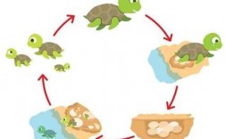 乌龟的成长过程（乌龟的成长过程图解）