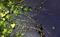 黑藻生长过程（黑藻繁殖）
