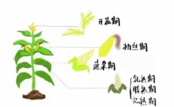玉米花发育过程（玉米花期是指哪一段时间）