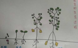种子成长过程花生（花生种子成长记录表）