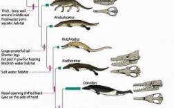 鲸的进化过程图表（鲸的进化过程动画视频）