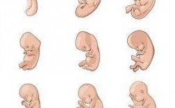 胎儿生长过程卡通（胎儿生长过程卡通图）