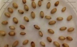 观察小麦发芽过程（观察小麦种子发芽率的实验）