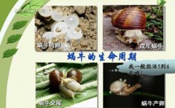 蜗牛的发育过程属于（蜗牛的成长变化规律）