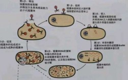 病毒侵染细胞过程动画（病毒侵染细胞5个步骤简图）
