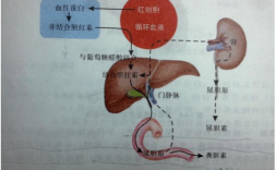 胆红素排泄过程（胆红素排泄过程图）
