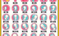 每个月胎儿的成长过程（胎儿每个月的生长发育变化）