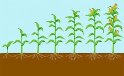 玉米繁殖过程图片（玉米繁殖过程图片大全）