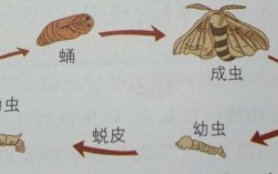 昆虫的生殖发育过程（第三节昆虫的生殖与发育）