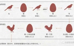 鸡蛋的演化过程（鸡蛋的演化过程图）