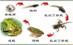 青蛙的变化过程苏教版的简单介绍