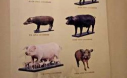 猪的进化过程（猪的进化史图）