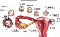 人体胎儿发育过程（人体胎儿发育的场所）
