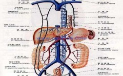 上腔静脉汇合过程（上腔静脉汇合过程图片）
