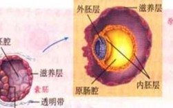 人原肠胚肠长过程（原肠胚的三个胚层发育口诀）