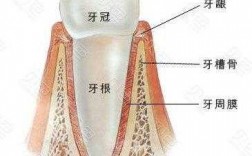 牙根的发育过程（牙根发育过程中,由哪几部分构成根端复合体）