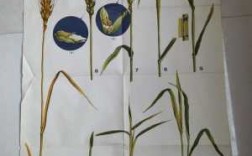 麦子成长过程图片（麦子成长过程图片大全）
