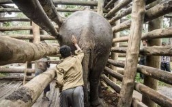 大象受训练的过程（大象训练真的很残忍吗）