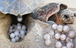海龟的孵化过程（海龟孵出视频）