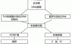构建DNA文库的过程（构建基因组dna文库有哪些基本步骤）