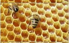 中蜂酿蜜过程（蜜蜂酿蜜过程视频）