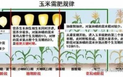 玉米生长过程养分（玉米生长周期需要的养分）