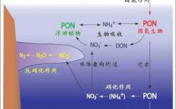 )硝化过程（硝化过程只发生了氮的转化,没有氮的去除）