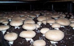 种植菇类过程（种植蘑菇教程）